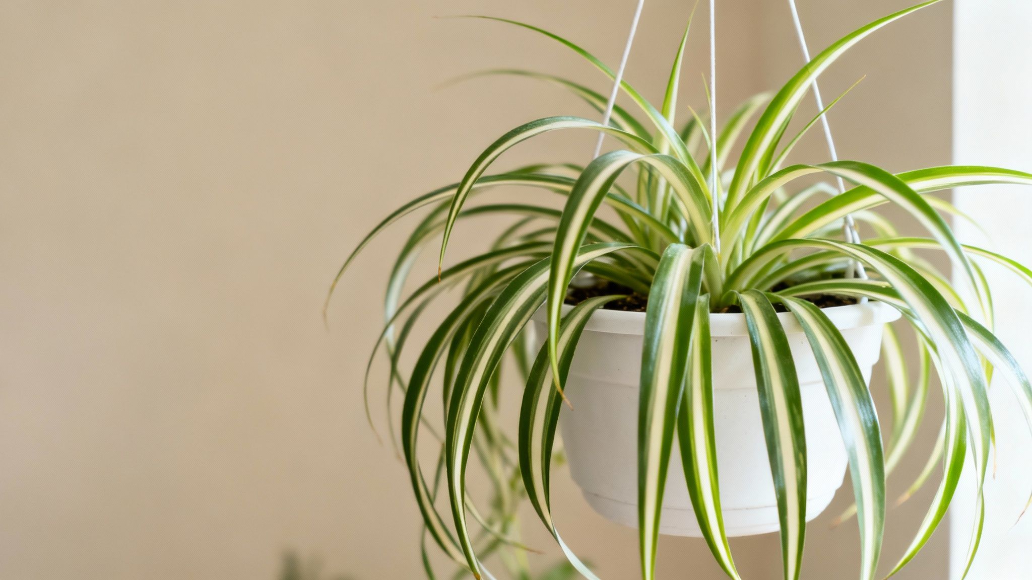 A vibrant green and white striped spider plant hangs in a white pot against a light beige wall.